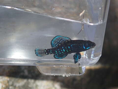 Image of Okefenokee Pygmy Sunfish