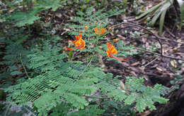 Image of Dwarf Poinciana