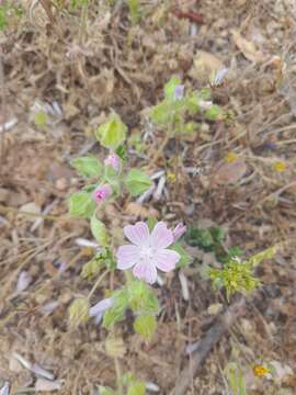 Слика од Malva hispanica L.