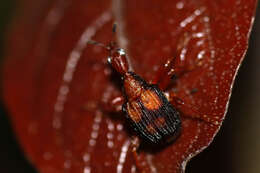 Image of Parapoderus submarginatus Voss 1926