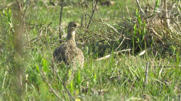 Image of Spotted Nothura