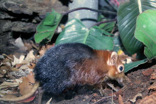 Image of elephant shrews