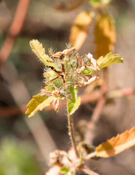 صورة Croton glandulosus L.