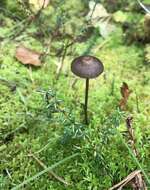 Image of Mycena megaspora Kauffman 1933