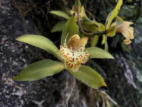 Image of Cymbidium hookerianum Rchb. fil.