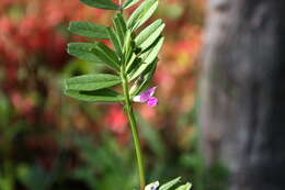 Image of Common Vetch