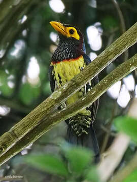 Image of Yellow-billed Barbet