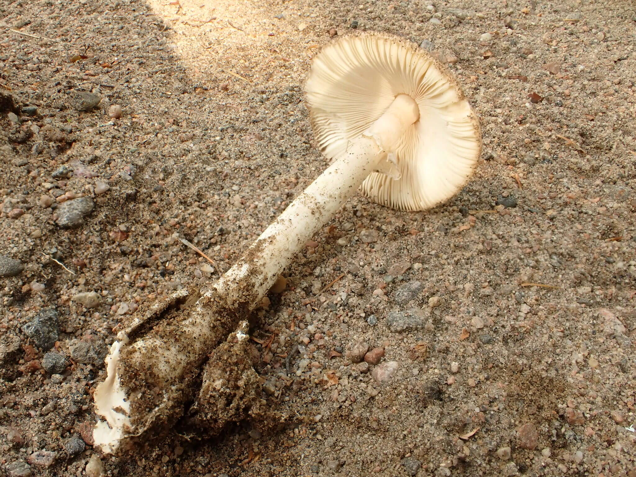 Image of Amanita murrilliana Singer 1951