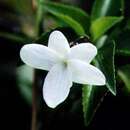 Image of Oahu violet