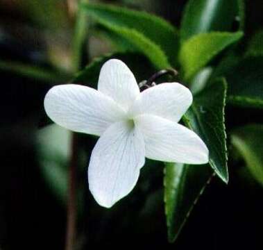 Image of Oahu violet