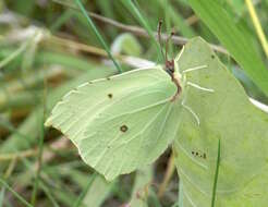 Imagem de Gonepteryx rhamni (Linnaeus 1758)