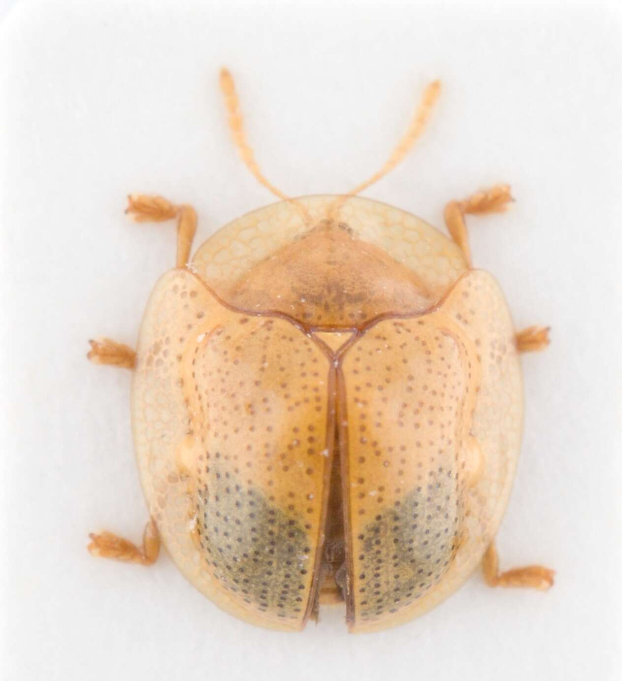 Image of Charidotella (Charidotella) praeusta (Boheman 1855)