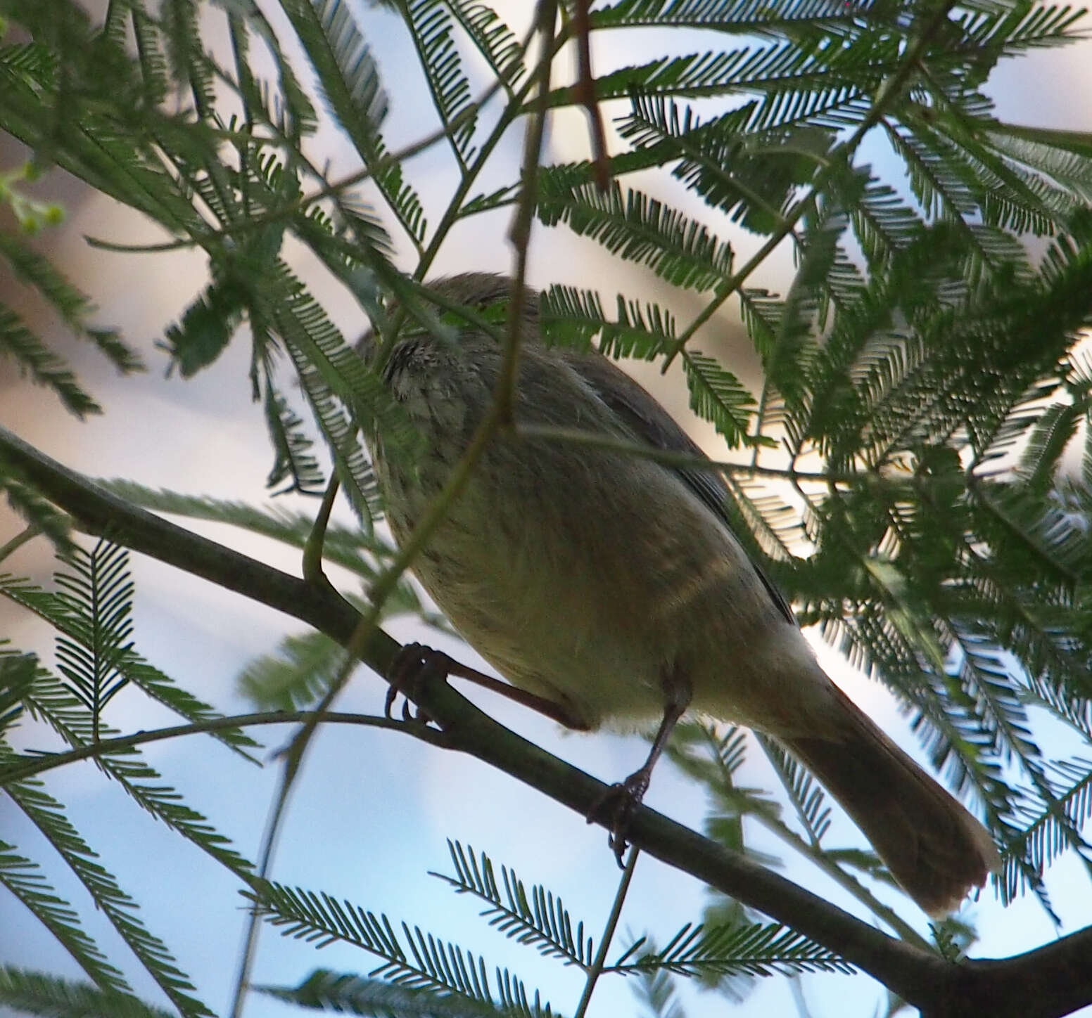 Image of Brown Thornbill