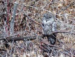 Image of Great Gray Owl