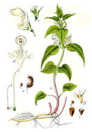 Image of white deadnettle