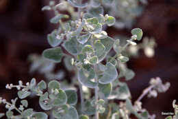 Image of Chenopodium curvispicatum P. G. Wilson