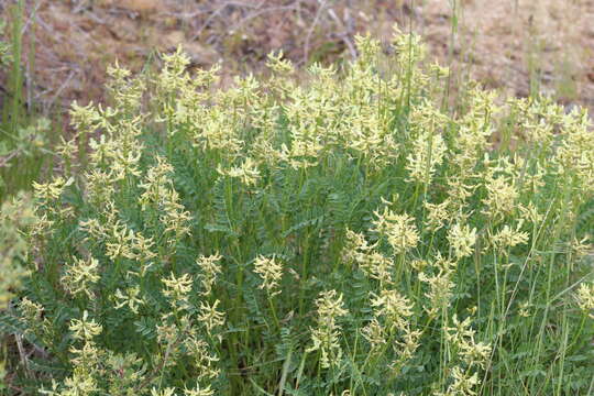 Imagem de Astragalus adanus A. Nelson