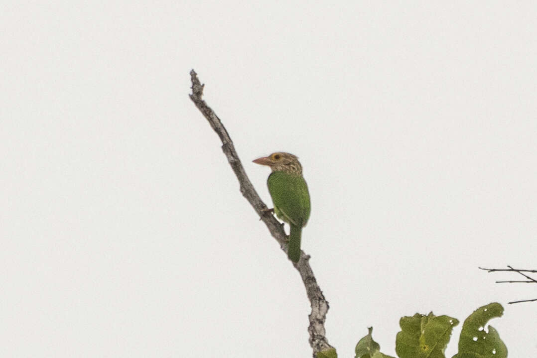 Image of Lineated Barbet