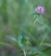 Image of Red Clover