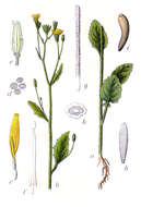 Image of nipplewort