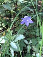 Imagem de Campanula alaskana (A. Gray) W. Wight ex J. P. Anderson