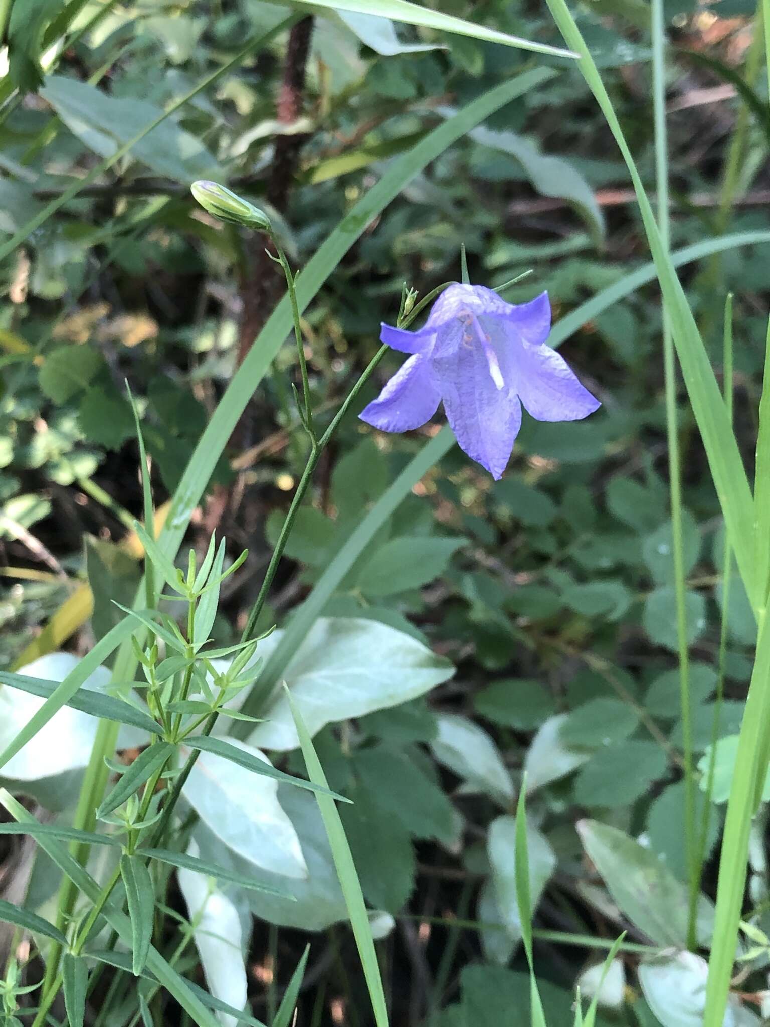 Imagem de Campanula alaskana (A. Gray) W. Wight ex J. P. Anderson