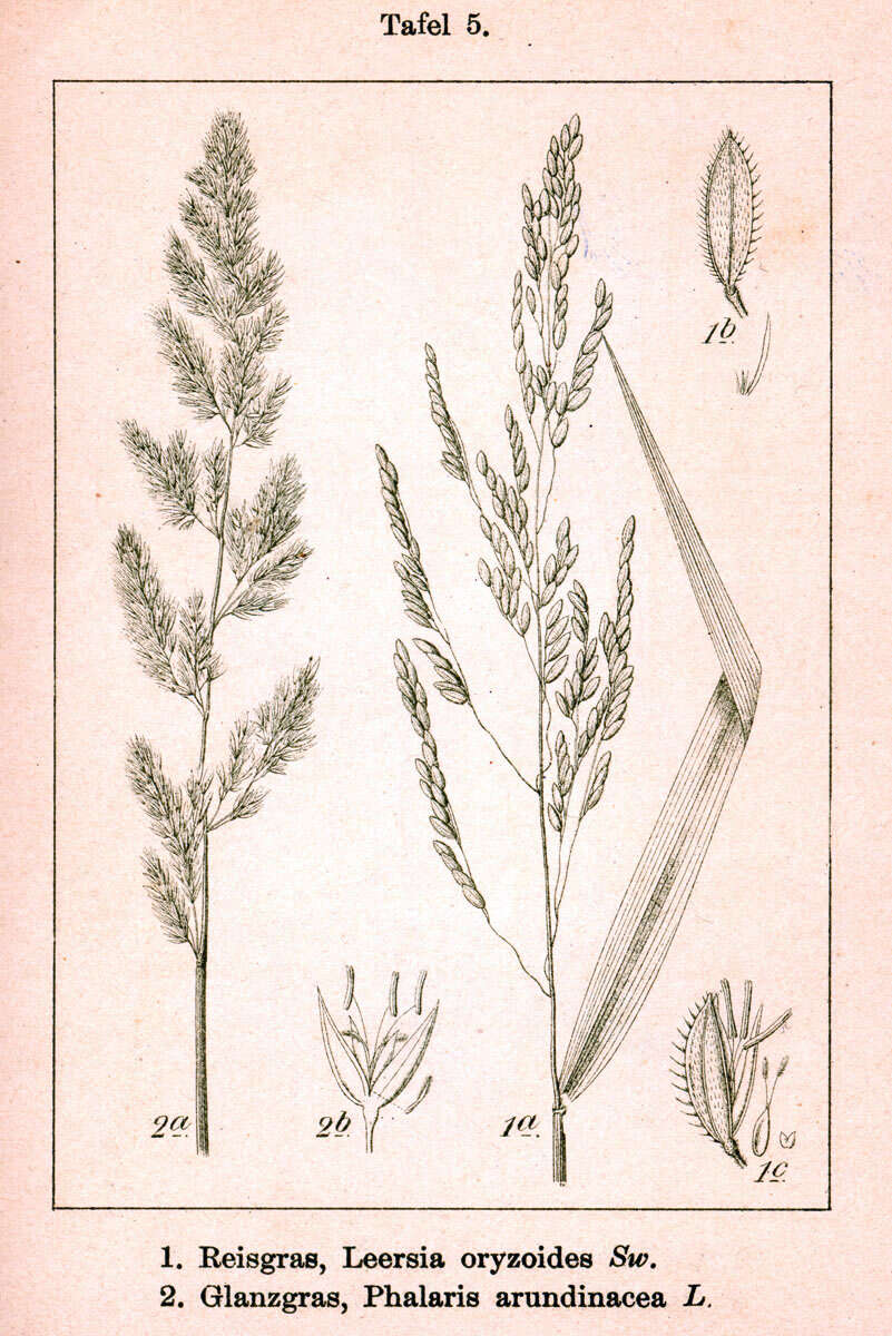 Слика од Phalaris arundinacea L.