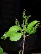 Слика од Alchornea alnifolia (Bojer ex Baill.) Pax & K. Hoffm.