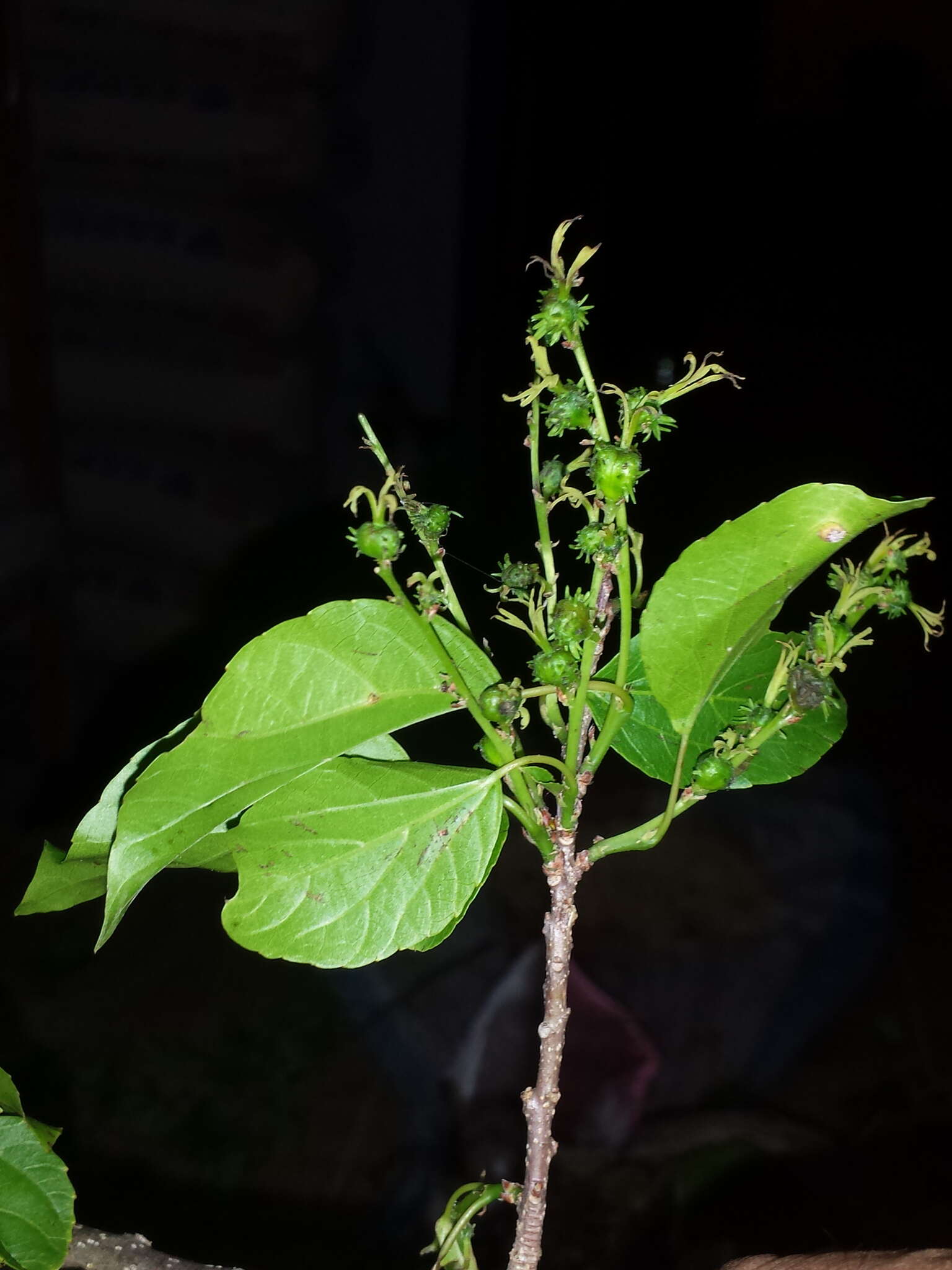 Слика од Alchornea alnifolia (Bojer ex Baill.) Pax & K. Hoffm.