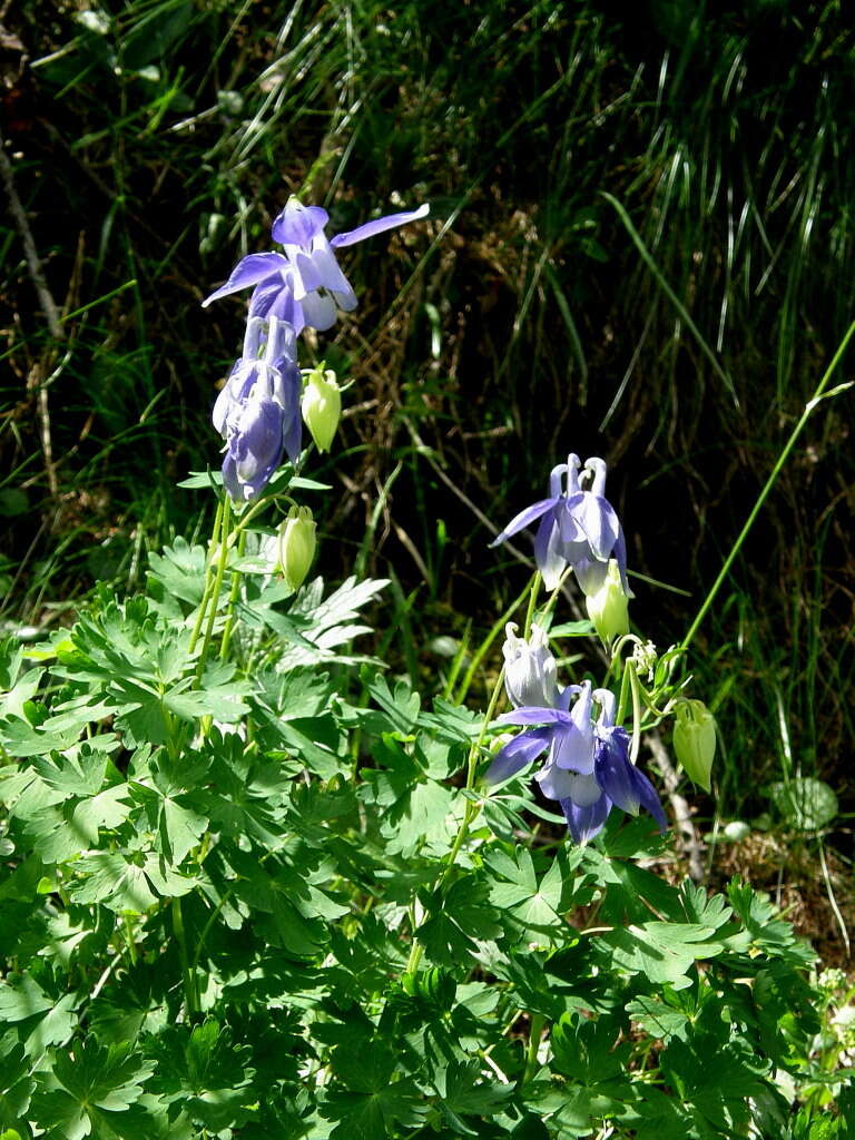 Aquilegia alpina L. resmi