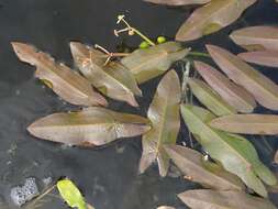 Image of Sagittaria natans Pall.