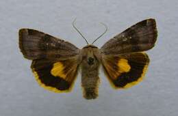 Image of langmaids yellow underwing