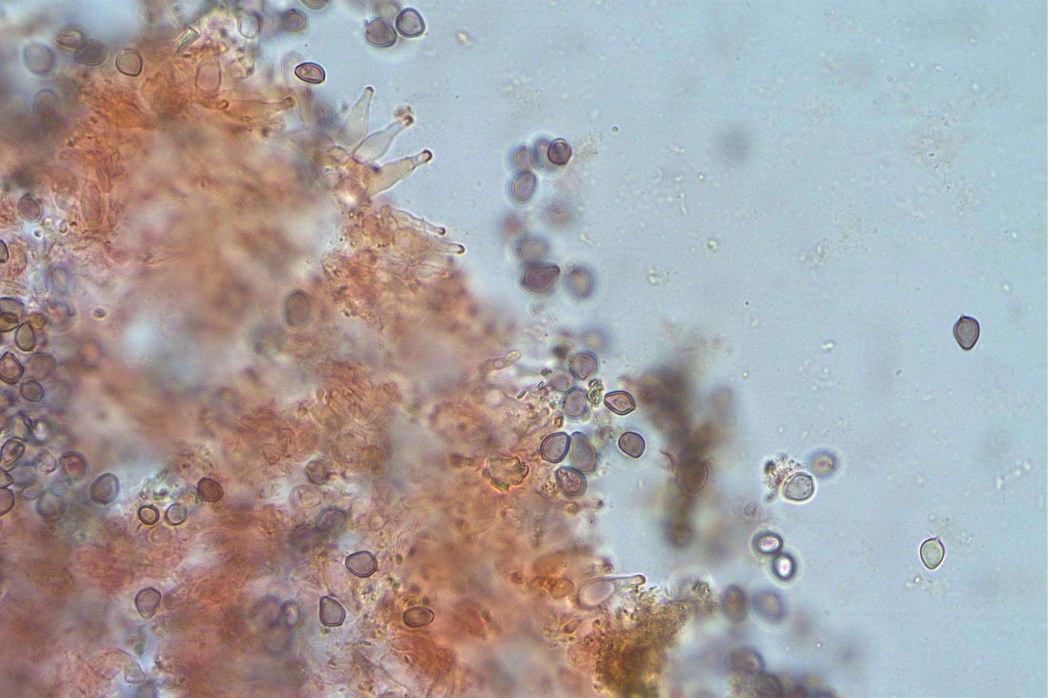 Image de Psilocybe papuana Guzmán & E. Horak 1979