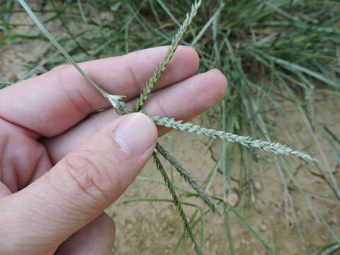 Plancia ëd Eleusine indica (L.) Gaertn.