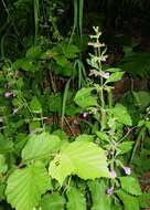 Image of Clinopodium grandiflorum