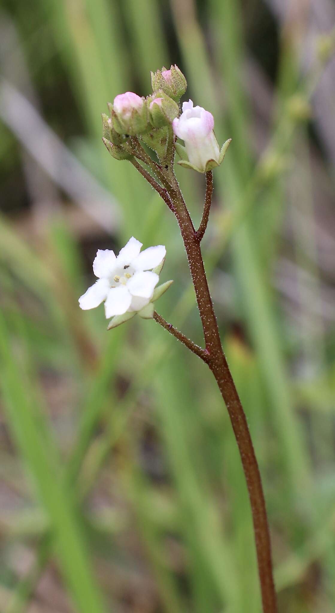 Image of limewater brookweed