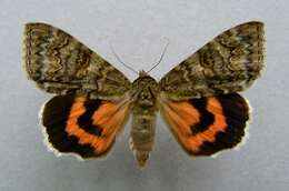 Image of red underwing