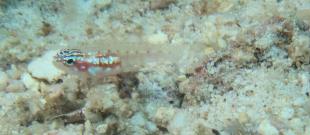 Image of Adorned dwarfgoby