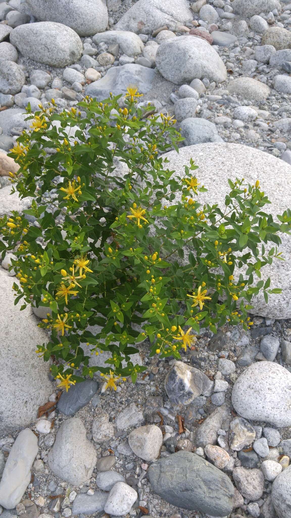 Image of Hypericum hircinum subsp. hircinum