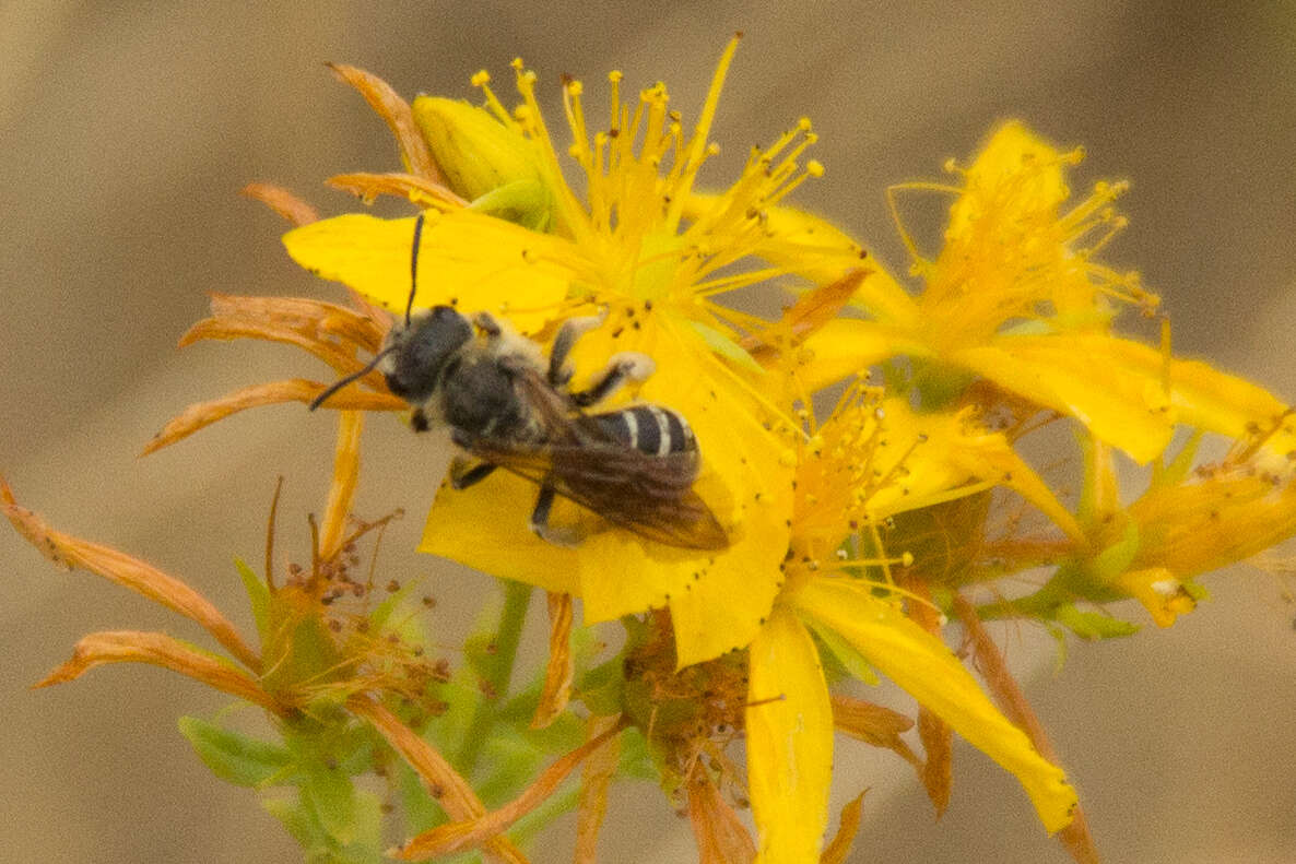 Image of Halictus farinosus Smith 1853