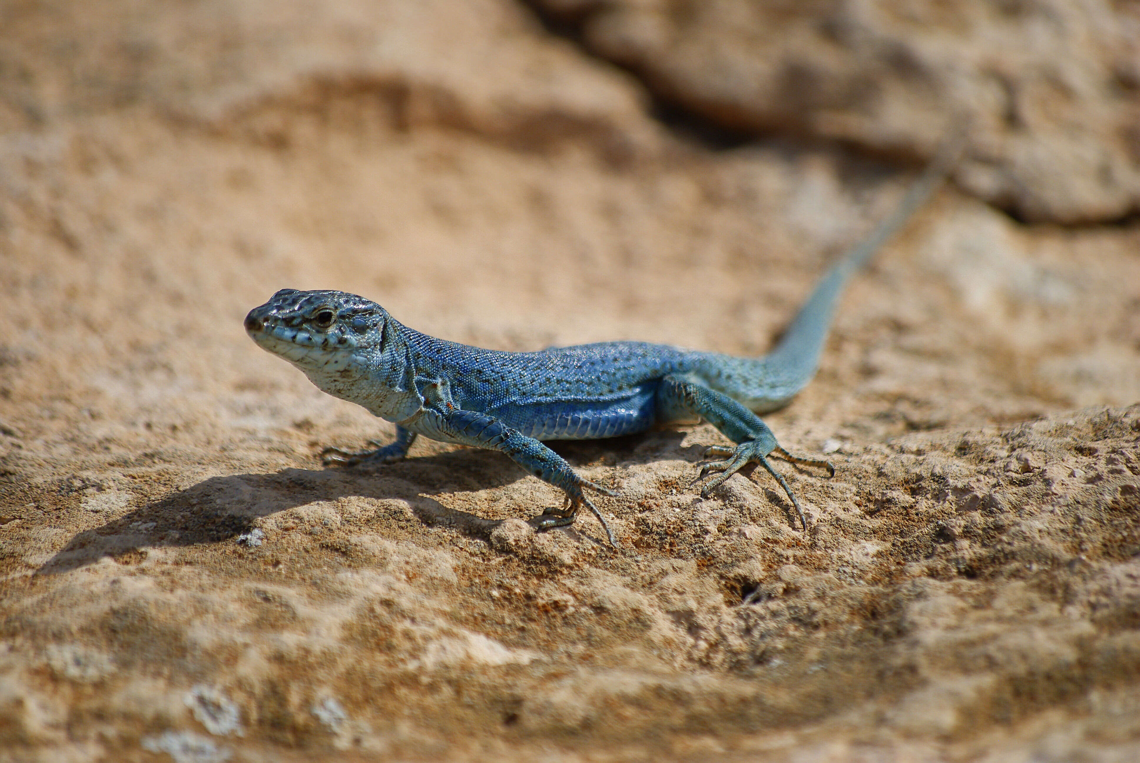 Image of Ibiza Wall Lizard