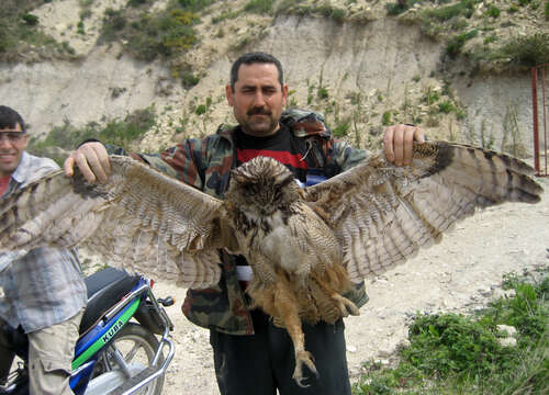 Image of Eurasian Eagle Owl