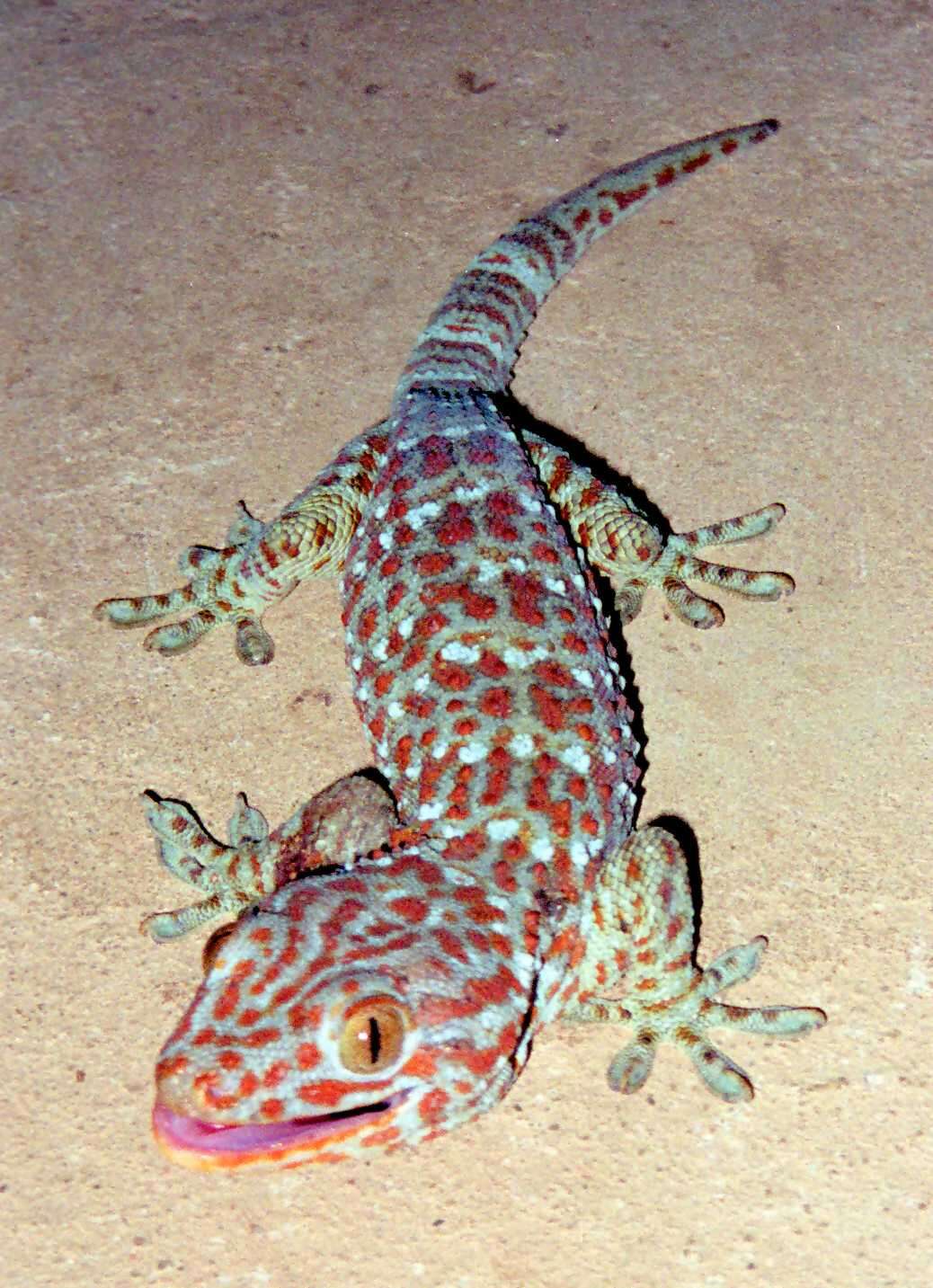 Image of geckos