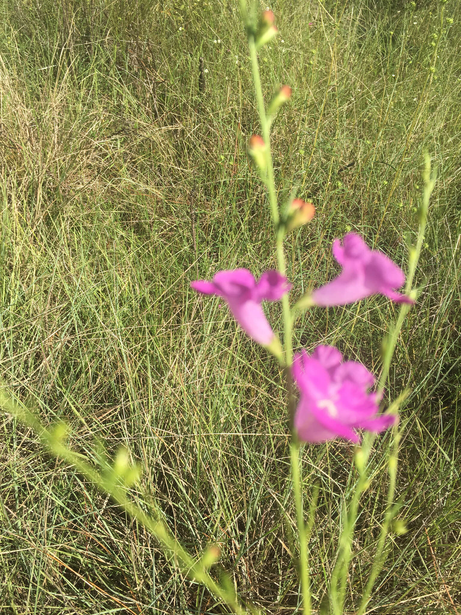 Image of coastal plain false foxglove