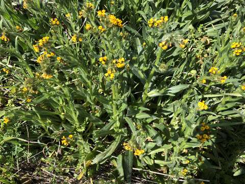 Image of common fiddleneck