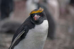 Image of Macaroni Penguin