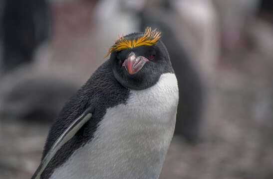 Image of Macaroni Penguin