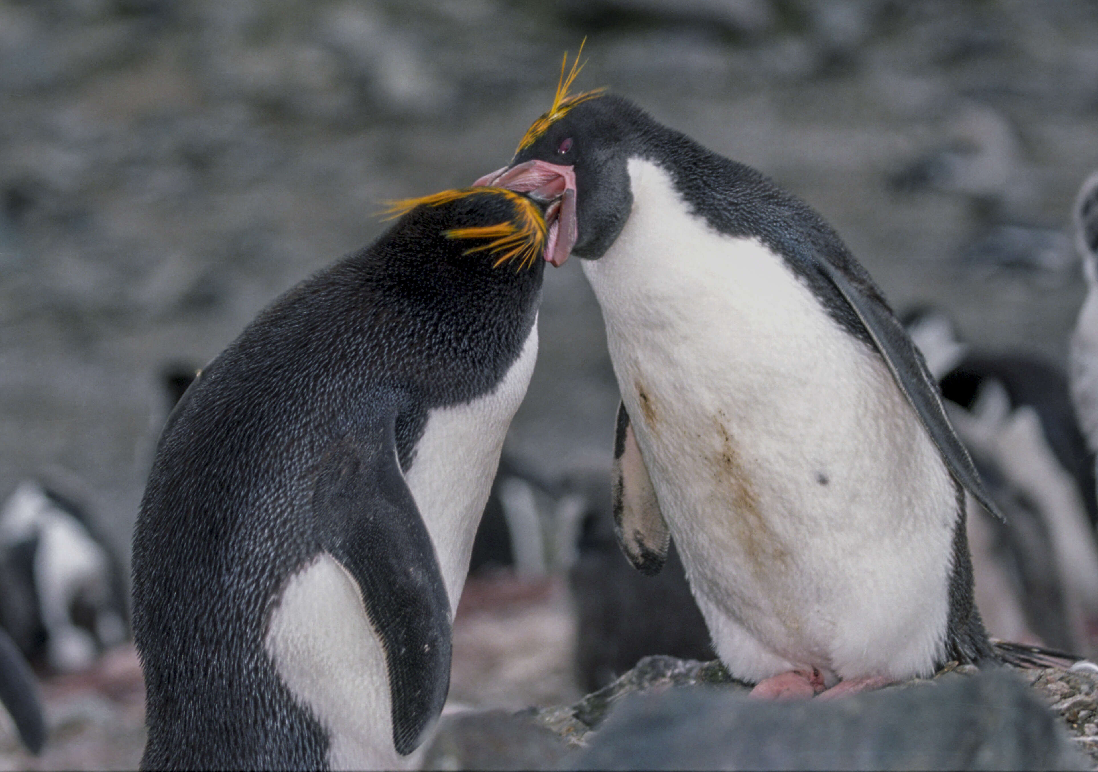 Image of Macaroni Penguin