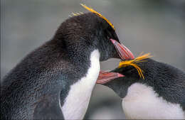 Image of Macaroni Penguin