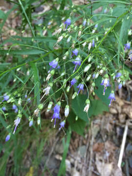 Image of small bonny bellflower